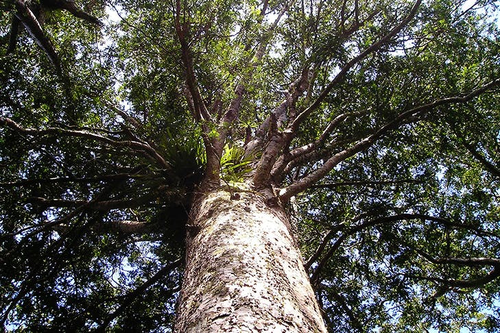 Help Save Our Kauri
